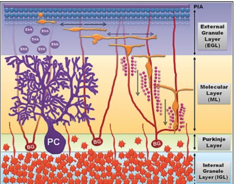 Figure 3. Cerebellar development and granule cell migration.