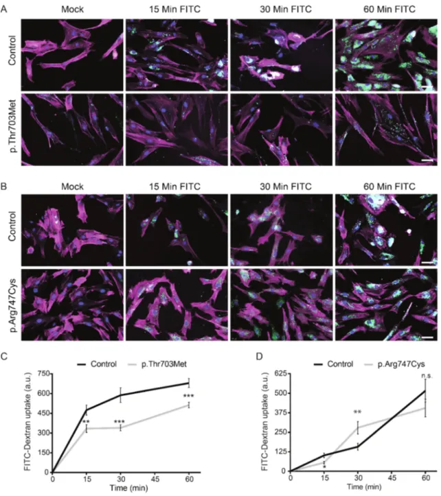 Figure 4. FITC-Dextran  uptake  in  fibroblasts  derived  from  affected  individuals  carrying  the p.Thr703Met and p.Arg747Cys mutations in BICD2.