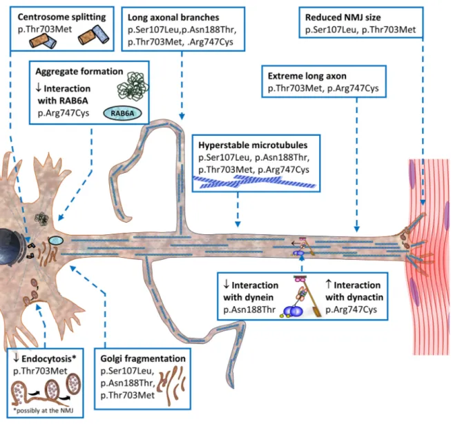 Figure 7. Schematic synopsis of alterations due to SMALED2- causing BICD2 mutations.