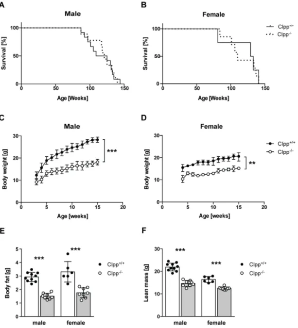 Figure 3.2 Phenotypic characterization of Clpp -/-  mice. 