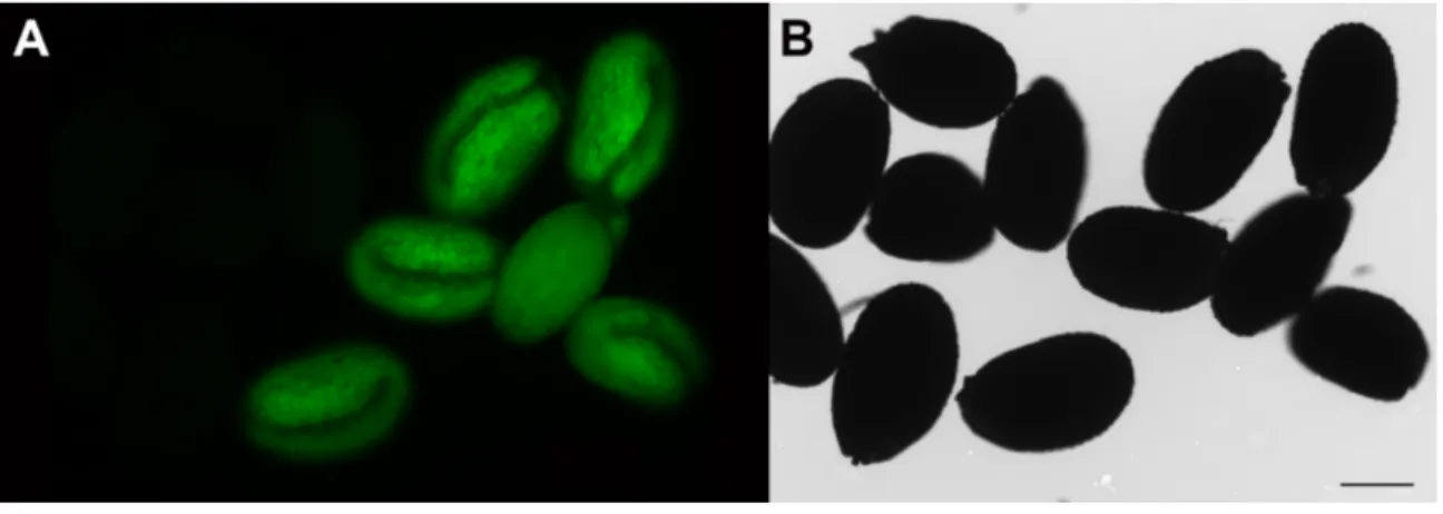 Figure 3: Seeds of Arabidopsis plants transformed with pFASTG02-FMT give green fluorescence