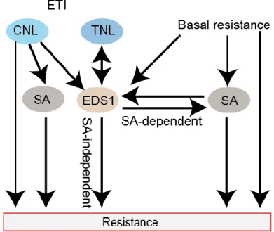 Figure 1.2. Simplified illustration of EDS1 signaling in both basal, CNL- and TNL-triggered resistance