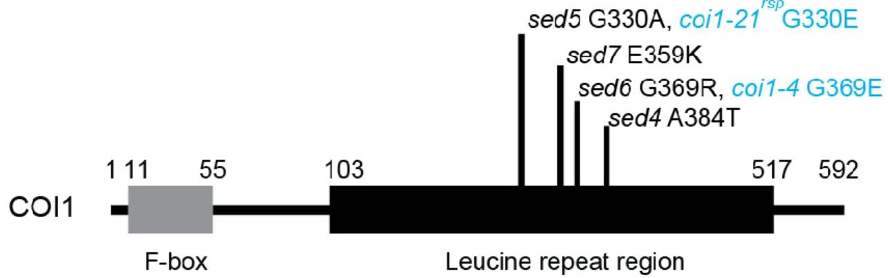 Figure 2.6. The diagram displays four new amino acid substitution mutations in COI1 identified in sed4, sed5,  sed6 and sed7