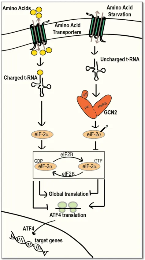 Figure 1.2: Amino acid starvation sensing by GCN2 kinase