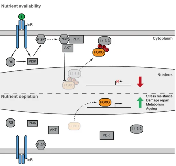 Figure  1.1  Simplified  representation  of  the  highly  conserved  Insulin/Insulin-like  growth  factor signalling (IIS) pathway