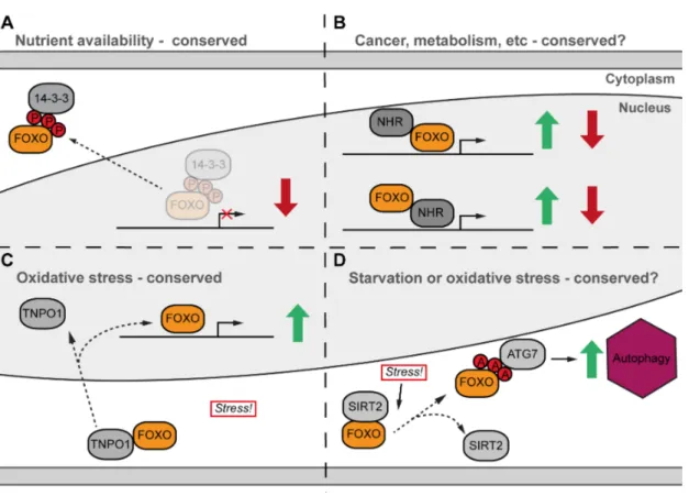 Figure 1.4 Simplified representation of different FOXO interactions   