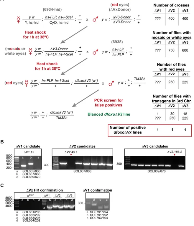 Figure 3.2. Generation of new dfoxo alleles by ends-out homologous recombination.   