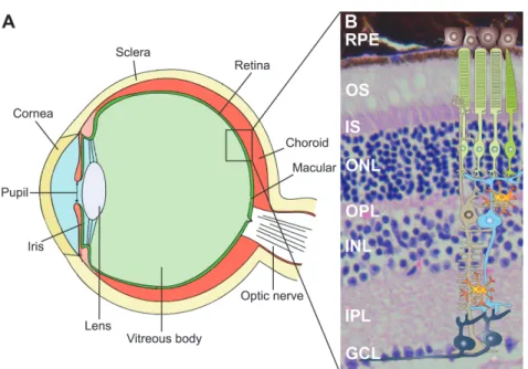 Figure 1.1: Anatomy of the mammalian eye and structure of the retina. The retina is the light- light-sensitive neuronal layer coating the posterior part of the eye