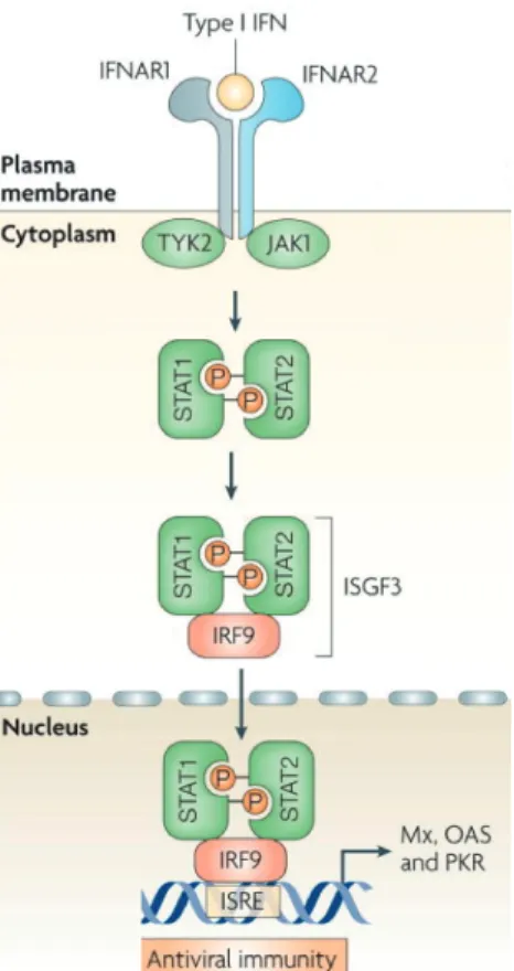 Figure 1.4: Activation of the JAK-STAT pathway. Type I interferon IFN-β binds to the Interferon-α /β receptor and activates the Janus kinase-signal transducer and activator of transcription pathway