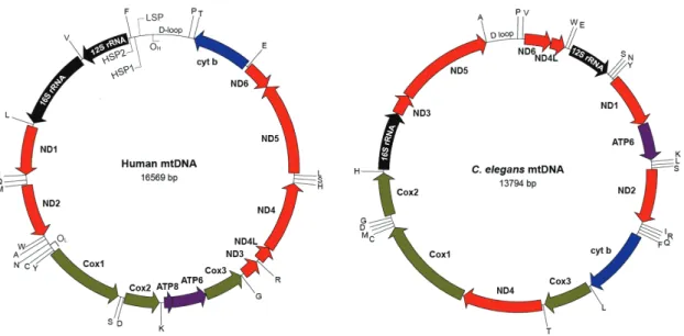 Figure 1.4 Structures of human and C. elegans mtDNA 