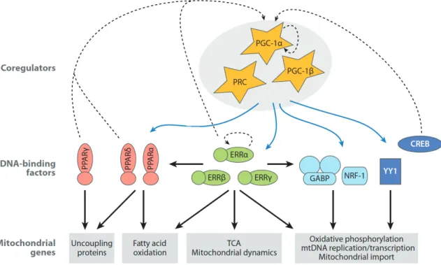 Figure 1.5 Mitochondrial biogenesis regulatory framework in mammals 