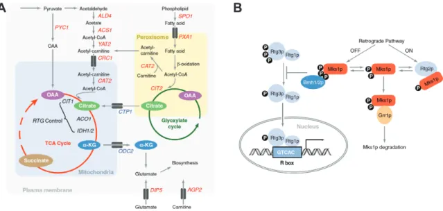 Figure 1.6 Metabolic events modulating retrograde response and the RTG pathway  