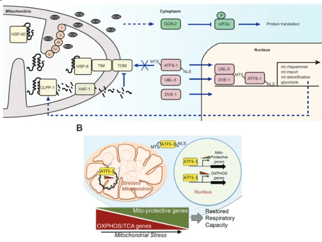 Figure 1.7 Mitochondrial stress signaling in C. elegans 