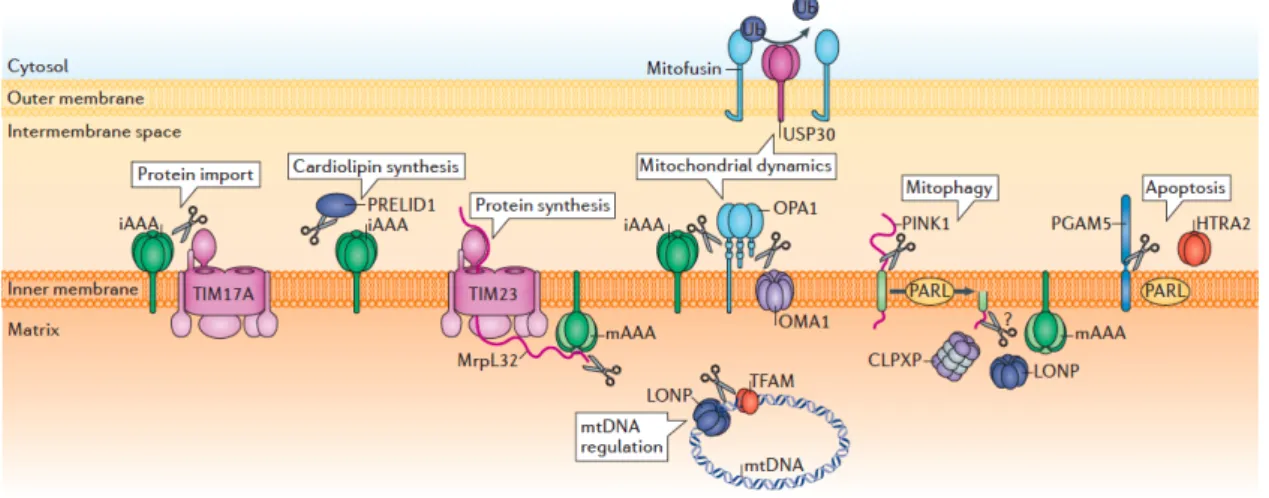Figure 1.1 Proteolytic regulation of mitochondrial functions by mitoproteases 