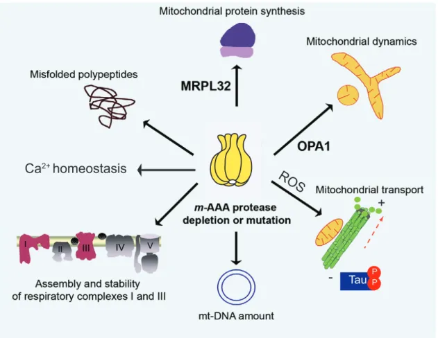 Figure 1.3 Pathogenic mechanisms of neurodegeneration caused by m-AAA protease deficiency  Depletion  or  mutations  of  the  m-AAA  protease  subunits  cause  several  pathogenic  pathways  including  impaired mitochondrial protein synthesis, accumulation