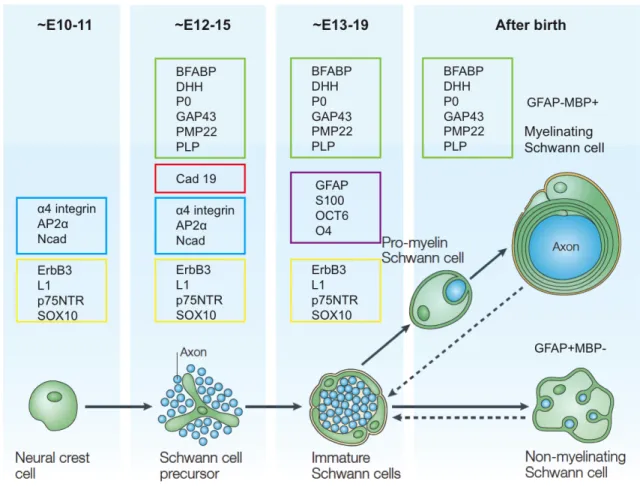 Figure 1.6 Development of Schwann cell lineage in mouse.  
