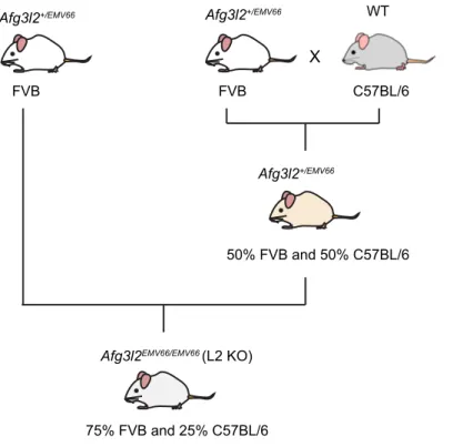 Figure 3.1 L2 KO mice were obtained on a mixed FVB-C57BL/6 background. 