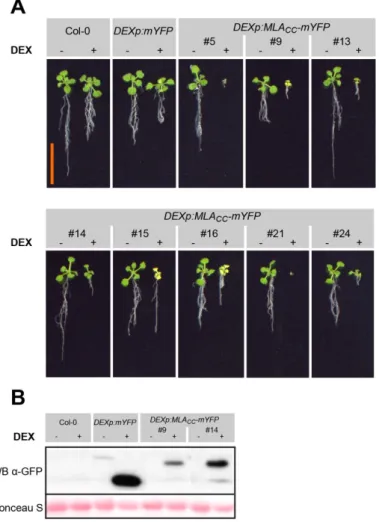 Figure 1-1: Plant growth phenotype and leaf chlorosis of DEXp:MLA CC -mYFP expressing transgenic lines