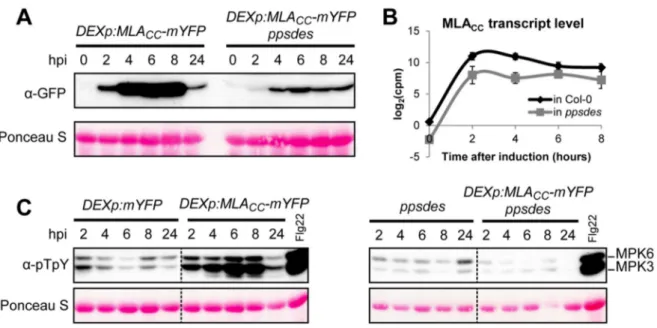 Figure 1-6: MLA CC -mediated MAPK activation is abolished in the ppsdes mutant background