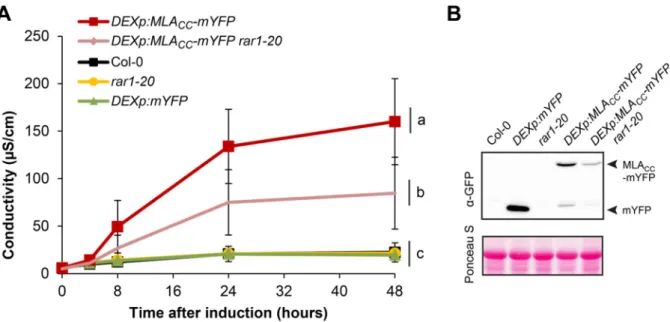 Figure 1-12: RAR1 is dispensable for MLA CC  function. B, MLA CC  triggers cell death in rar1-20