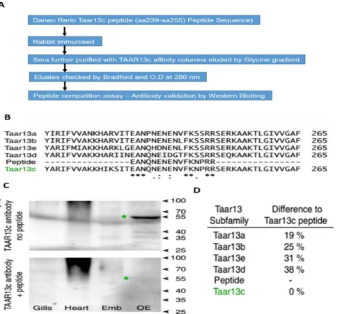 Figure 6. Purification and characterization of TAAR13c antibody 