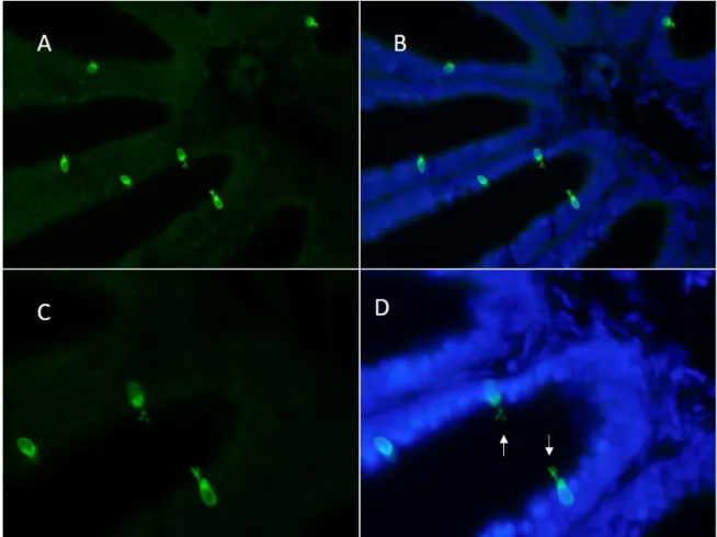 Figure  7.  Immunohistochemical detection of TAAR13c in ciliated  neurons of the olfactory epithelium of adult zebrafish 