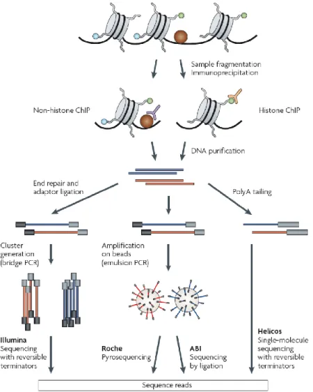 Figure  2.  Overviewed  ChIP-seq  pipeline  (from  Park,  2009).  Main  steps  of  the  workflow  protocol:  chromatin  fragmentation, immunoprecipitation, DNA purification, library preparation and following sequence analysis