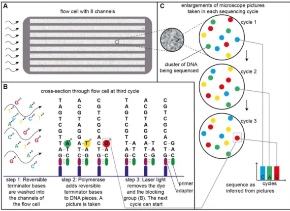 Figure 3. General principles of the Illumina sequencing technology.  