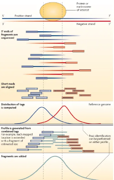 Figure 4. Mapping of the ChIP seq reads to the genome. Strand-specific peak localization within an enriched region  (from Park, 2009)