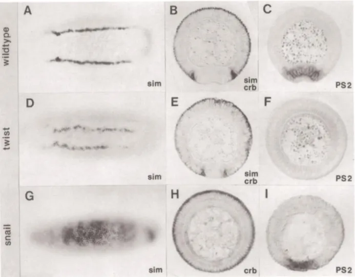 Figure  7.  Twist  and  Snail  as  a  pair  of  positive  and  negative  transcription  regulators  of  gene  expression  during  Drosophila gastrulation