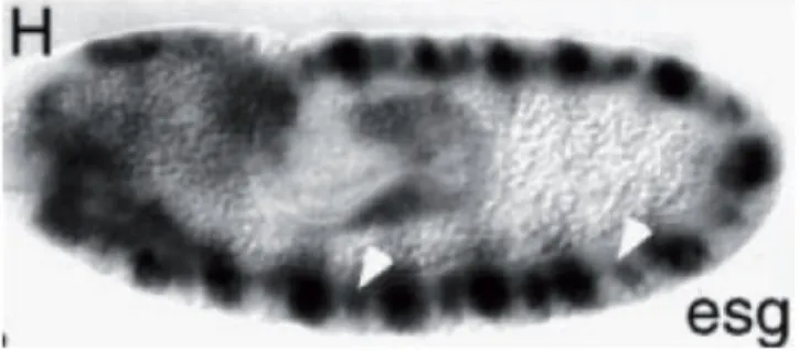 fig. 11), while escargot is actively expressed in the neuroectoderm, a neuroblast-generating  tissue (Whiteley et al., 1992)
