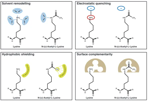 Figure 1.7: Molecular e↵ects of acetylation of lysine. Illustration of immediate molecular e↵ects of lysine-acetylation (taken from PhD thesis of S.