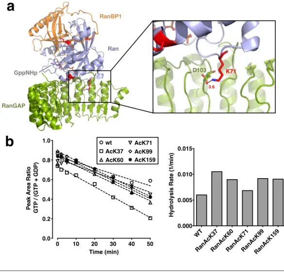 Figure 3.4: E↵ect of Ran acetylation on RanGAP-stimulated hydrol- hydrol-ysis. (a) Ribbon plot of the ternary RanGAP · RanGppNHp · RanBP1 complex with potentially acetylated lysines shown as red sticks