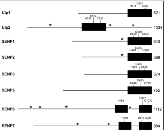 FIGURE 4: Domain architecture of Ulp/SENP family members. Black boxes = catalytic domains; line =  non-catalytic domain; residues of catalytic triad are marked in one-letter code; total length of protease (in amino  acids) is given on the far right of ever