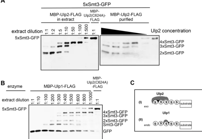 FIGURE 6: Ulp2 liberates single Smt3 moieties from the distal end of a substrate-attached Smt3 chain