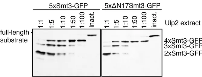 FIGURE  9:  Ulp2  does  not  discriminate  between  full-length  Smt3  and  N-terminally  truncated  (ΔN17)  Smt3