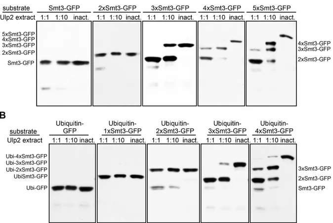 FIGURE 11: Ulp2 preferentially acts on substrates with chains composed of three or more Smt3 units