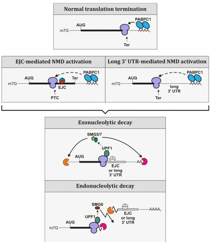Figure  1:  NMD is able to activate two different degradation pathways: exonucleolytic and  endonucleolytic