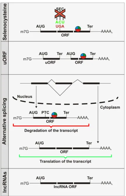 Figure 3: Additional NMD substrates in the cell.   