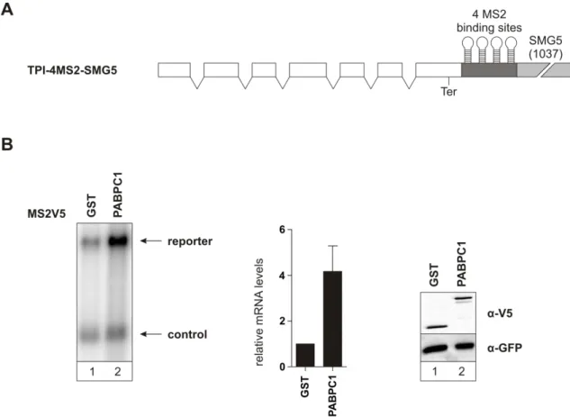 Figure 4: PABPC1 stabilizes an NMD-targeted long 3′ UTR-containing reporter mRNA  