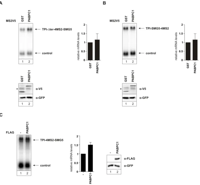 Figure 6: PABPC1 stabilization of a long 3′ UTR-carrying NMD reporter is position and tethering  specific  