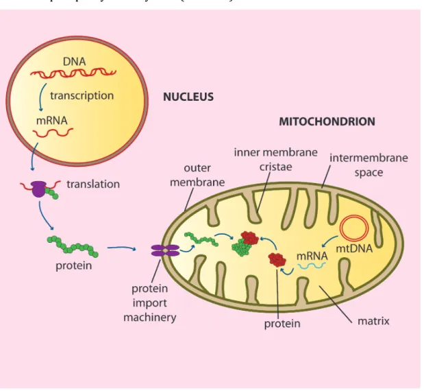 Figure 1: Structure of mitochondria and biogenesis of the oxidative phosphorylation system  (OXPHOS)