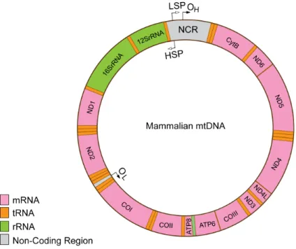 Figure 3: Organization of mtDNA. Non-coding regions harbor regulatory elements for transcription  and  replication