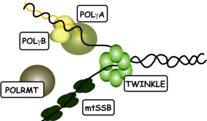 Figure 4: Components of the basic mtDNA replication machinery.  