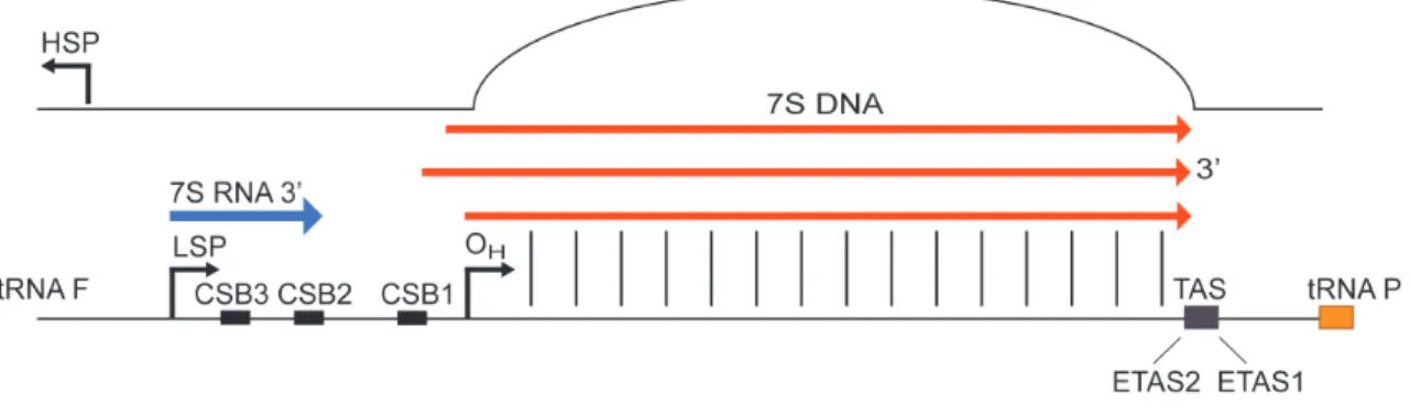 Figure 5: Mitochondrial D-loop region with regulatory elements.  