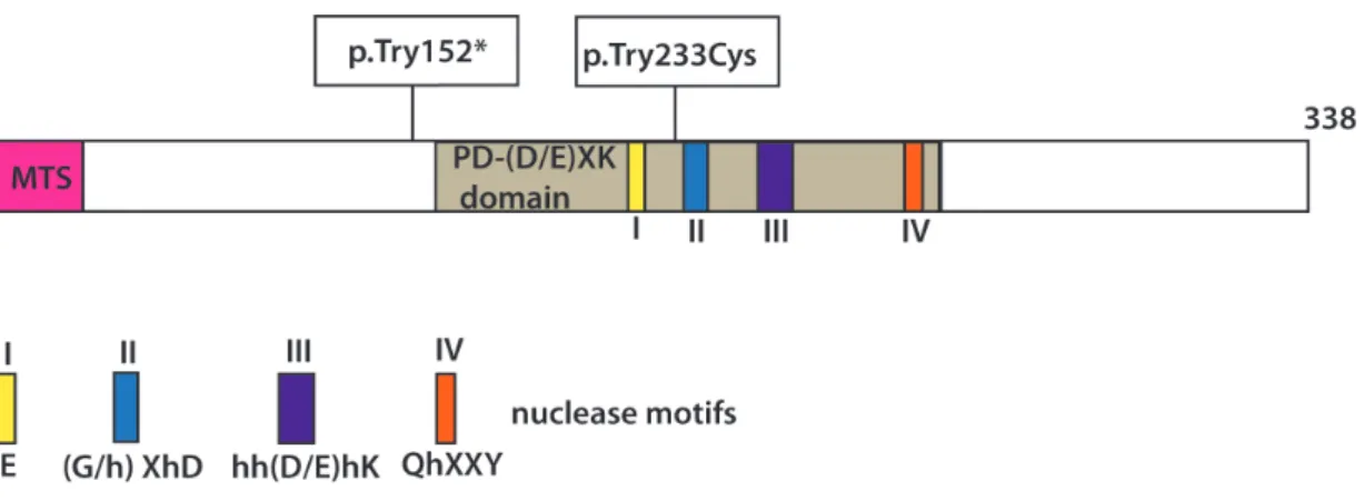 Figure 6: Schematic representation of the MGME1 protein and localization of the investigated  homozygous mutations causing disease