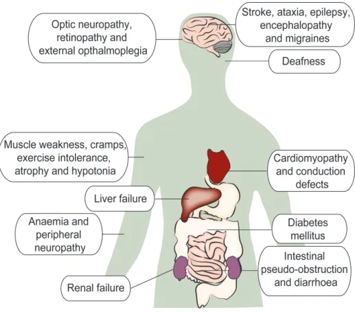 Figure 7: Common clinical manifestations of mitochondrial disorders 