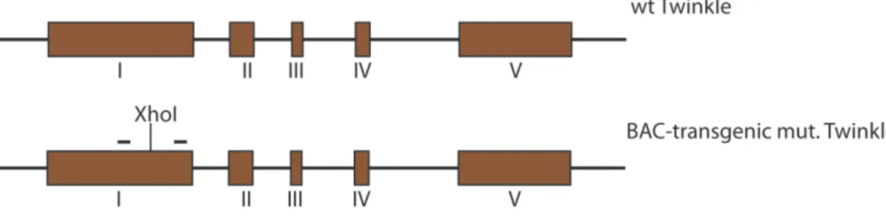 Figure  3.1:  BAC  transgenic  strategy.  Wild-type  (wt)  Twinkle  gene  and  Twinkle  BAC  transgenic  locus with silent mutation introduced in exon I