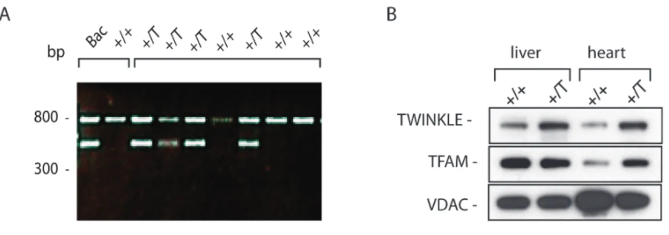Figure  3.2:  TWINKLE  BAC  screening  and  protein  levels.  (A)  Electrophoretic  analysis  of  PCR  products of control BAC construct and wild-type DNA(+/+) followed by PCR products of DNA isolated  and digested from transgenic (+/T) and wild type (+/+)