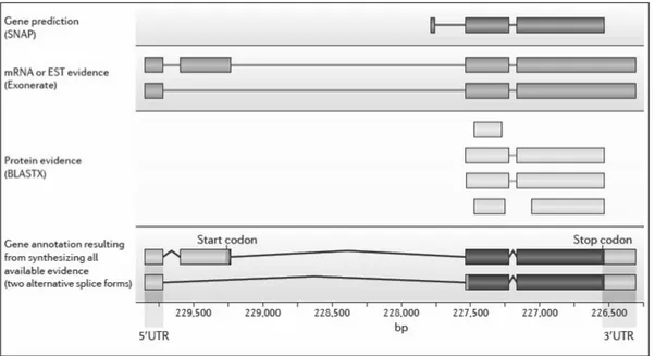 Figure 1 | Various layers in gene model annotation  Source: (Yandell &amp; Ence, 2012) 